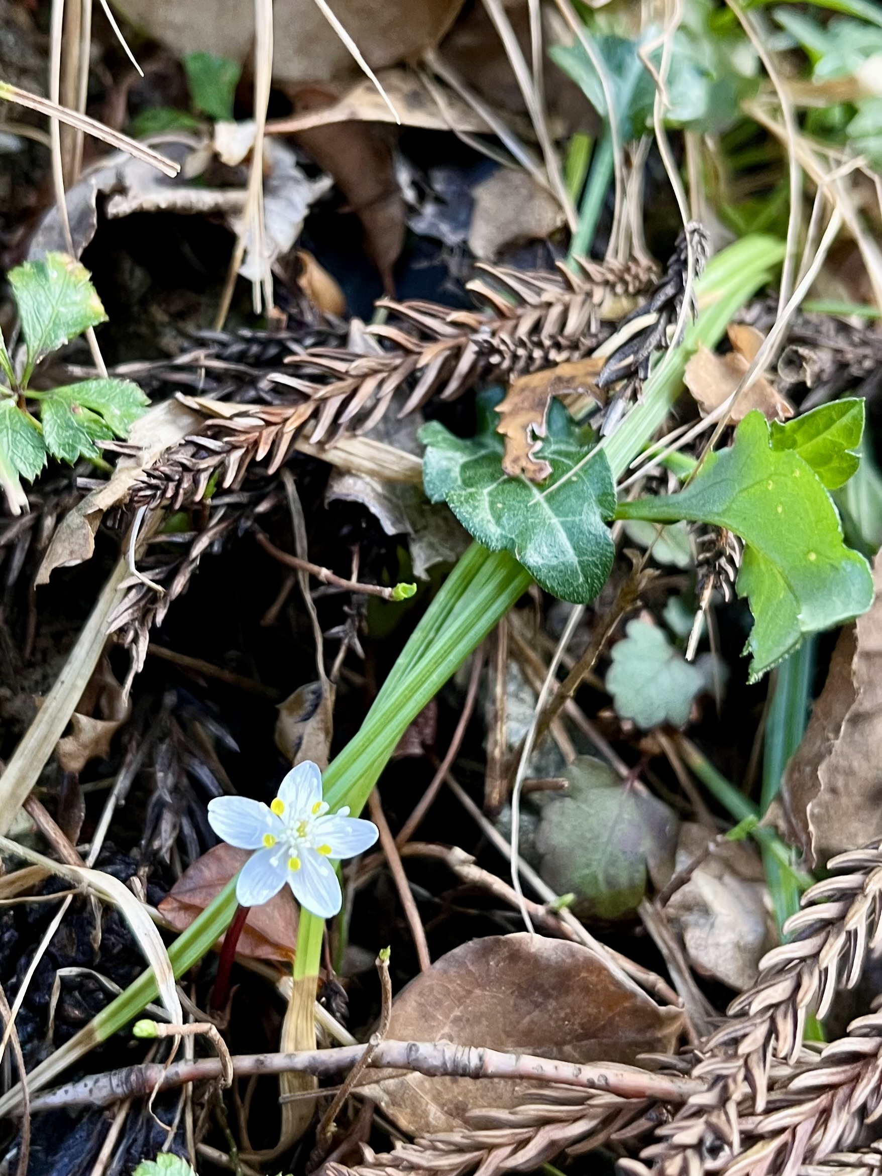 日高村の小山の上でバイカオウレン咲きました！高知県日高村「日高みよし農園」