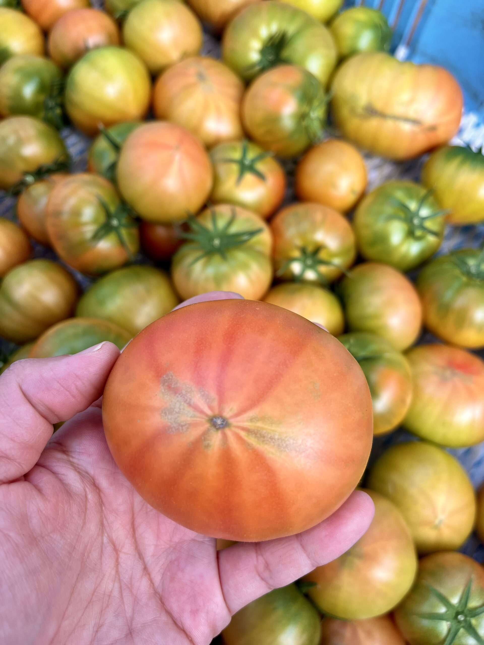 〜お買い得！ヤサグレトマト販売してます🍅高知県日高村「日高みよし農園」