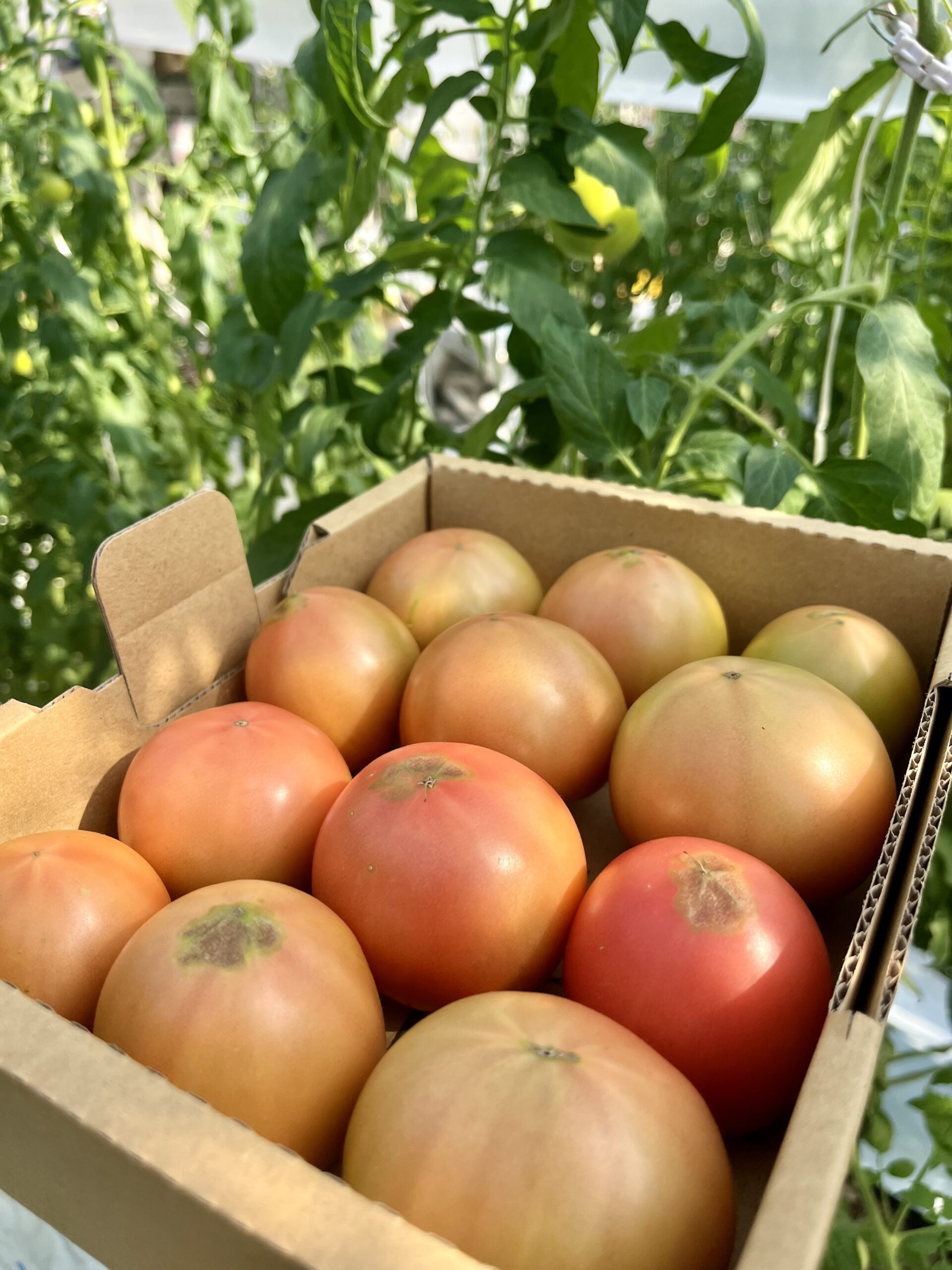 今週も張り切ってまいりましょう！高知県日高村より＊日高みよし農園