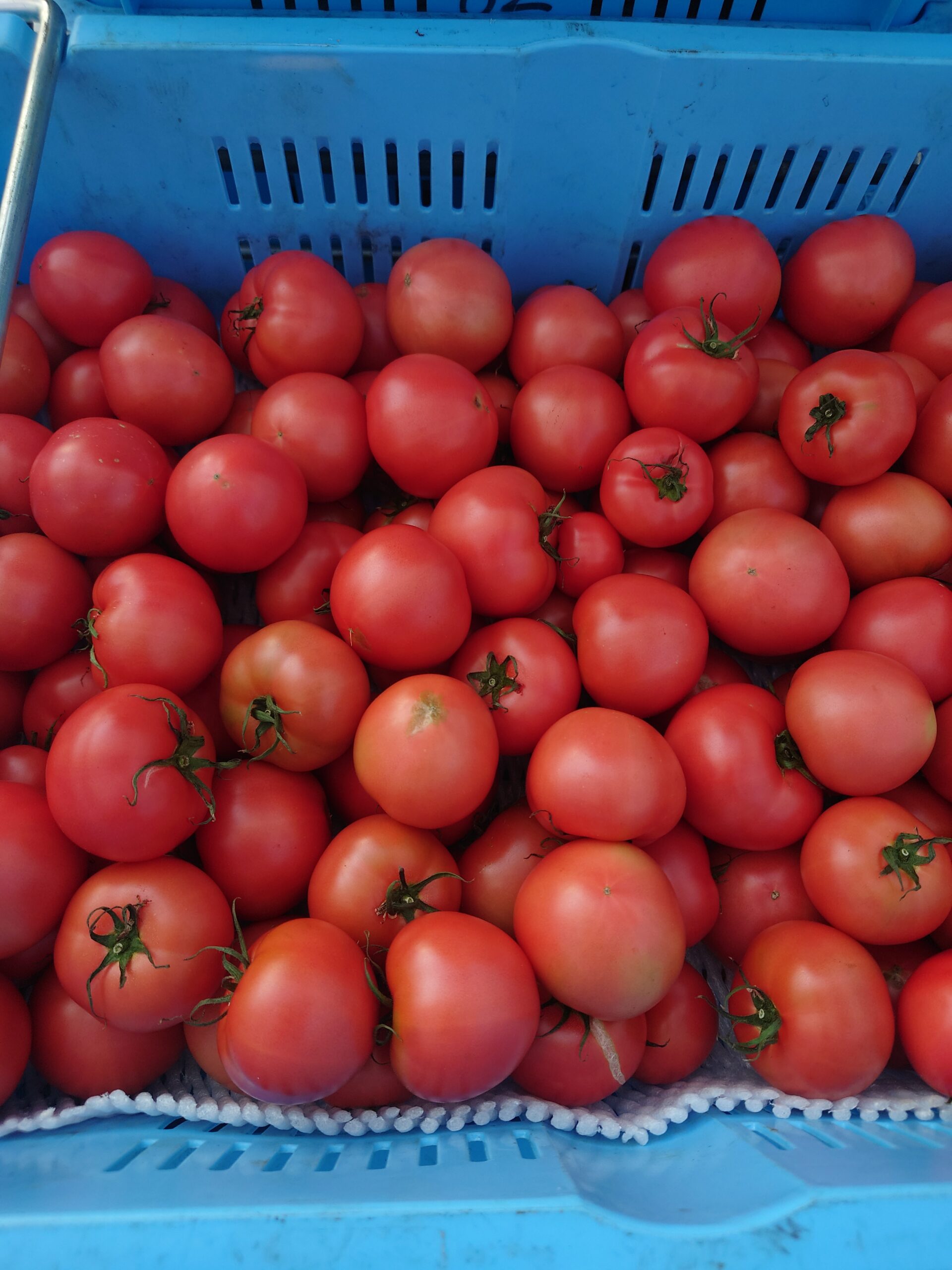 高知県は日高村でトマトの収穫が始まりました！