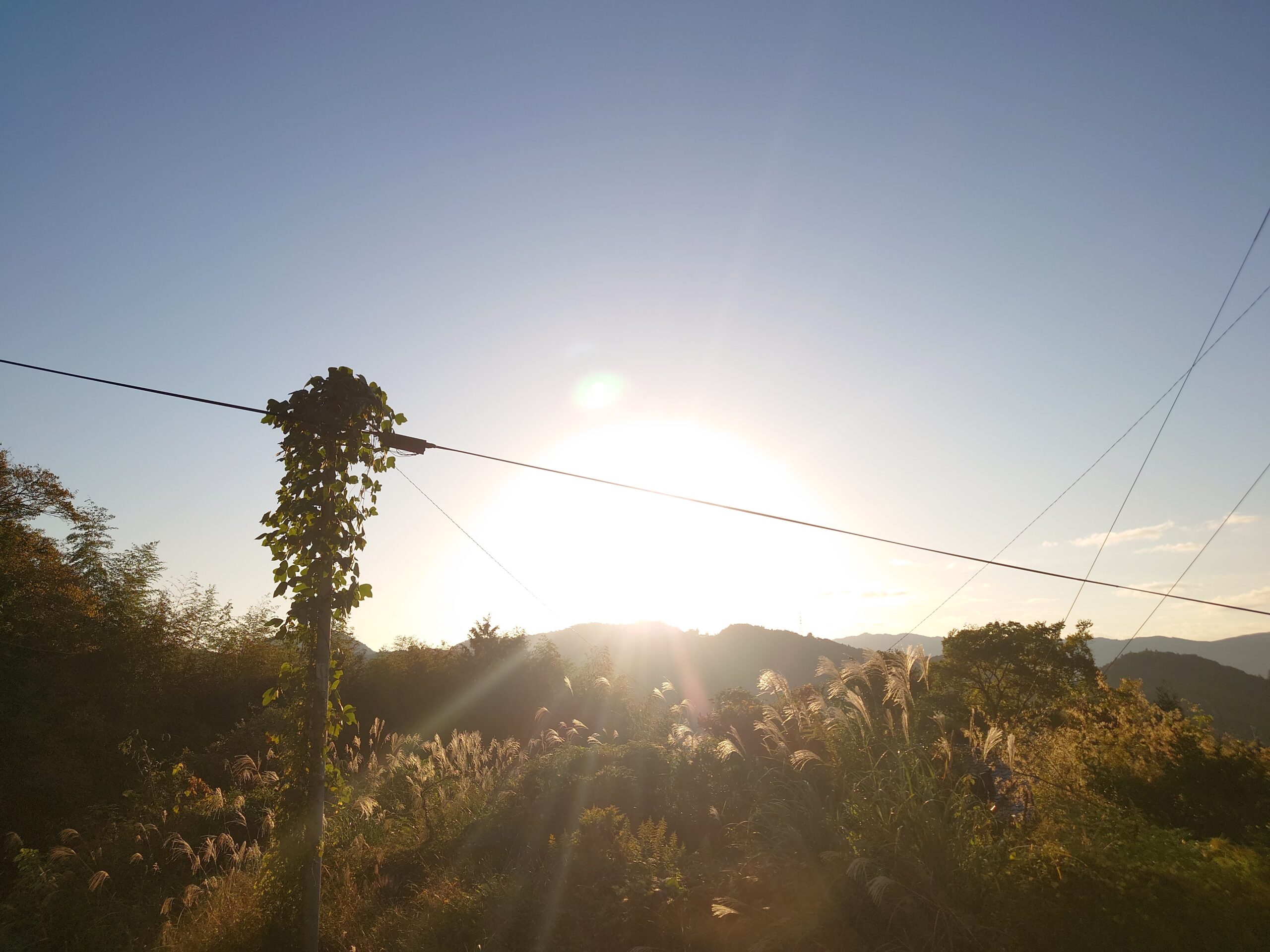 久々の朝から晴れた日「高知県日高村のハウスより」