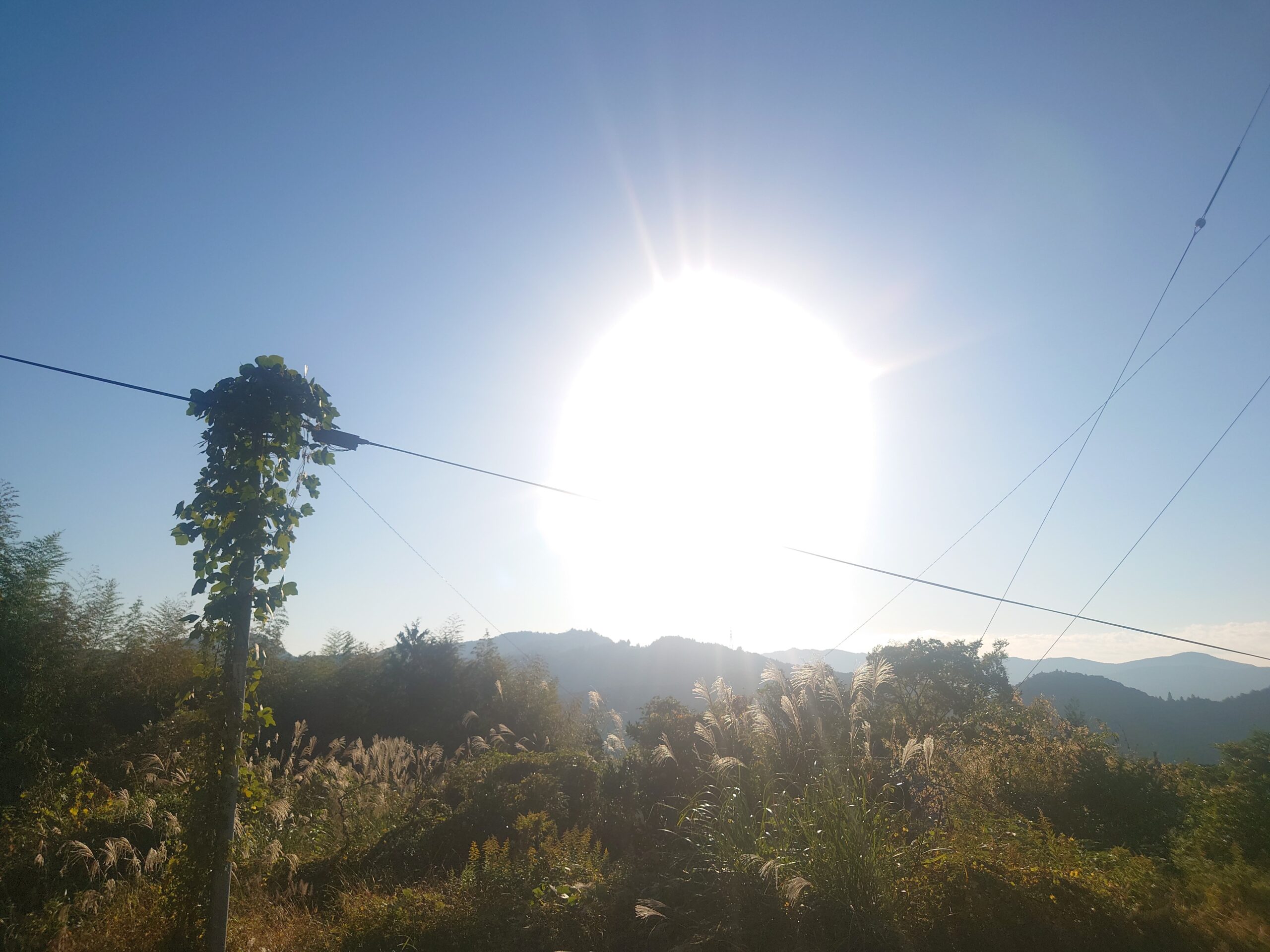 今日も晴れてトマトは元気です！高知県日高村・日高みよし農園