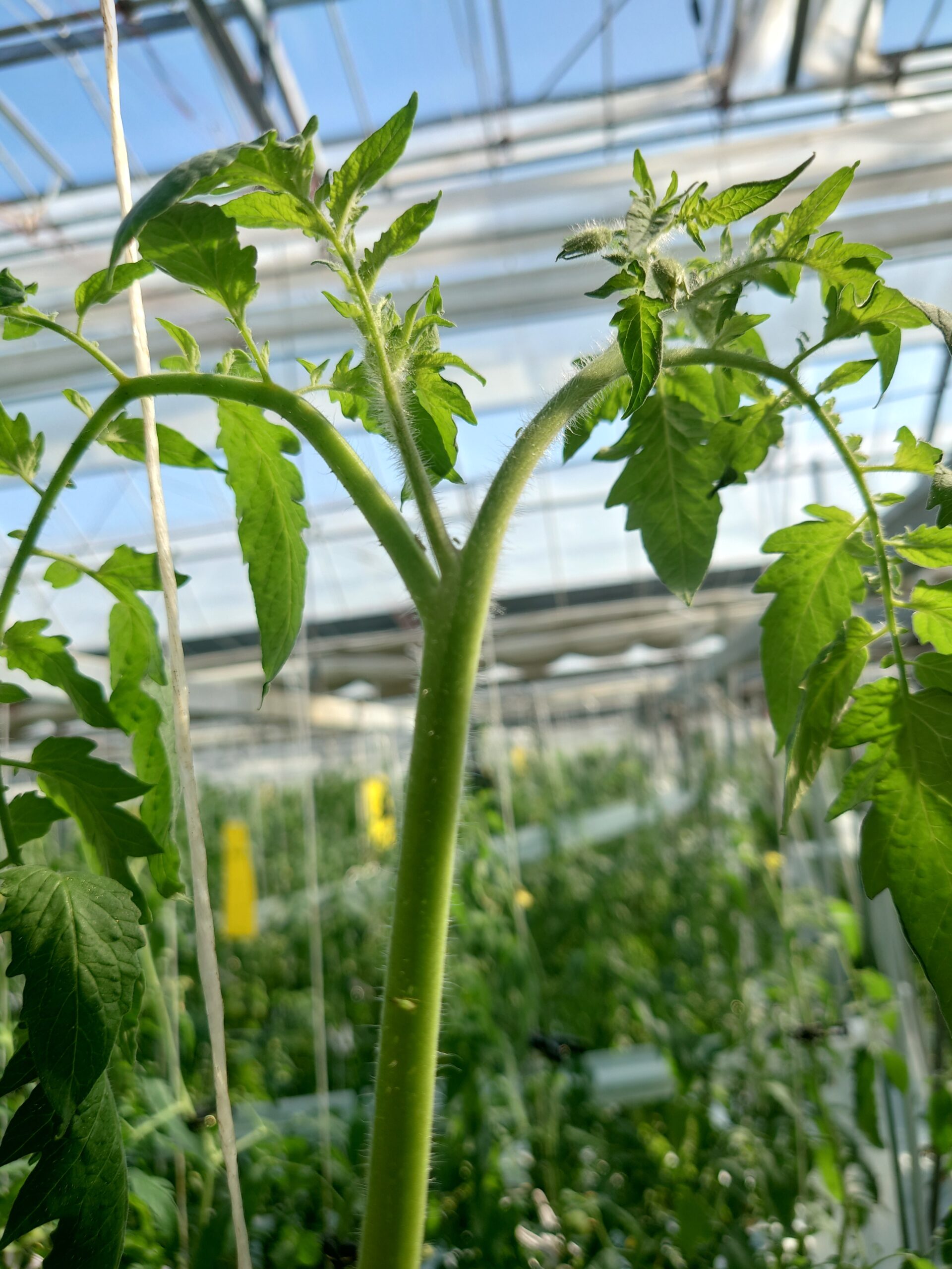 天敵昆虫が頑張ってくれています！高知県日高村「日高みよし農園」