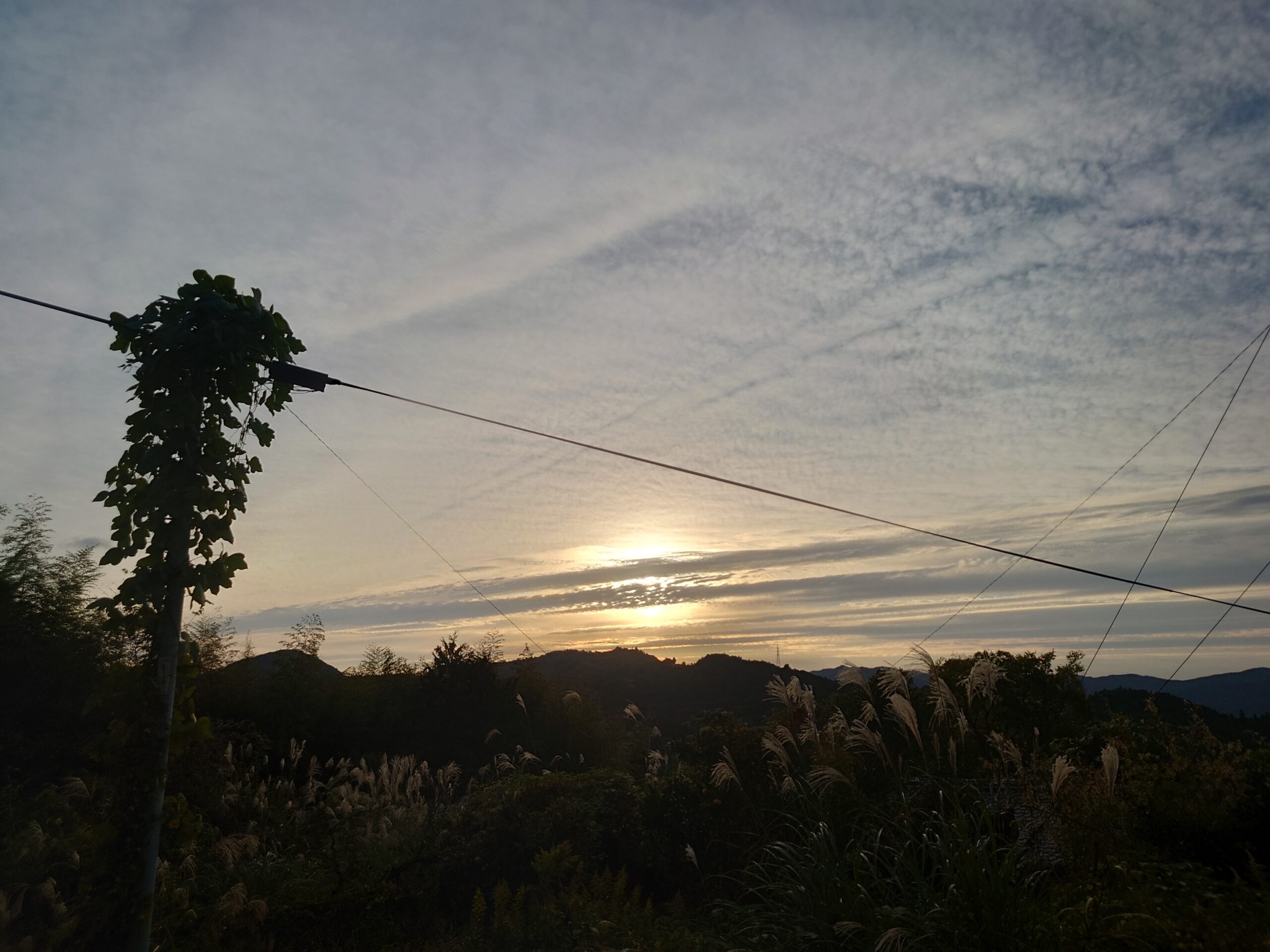 天敵昆虫が頑張ってくれています！高知県日高村「日高みよし農園」