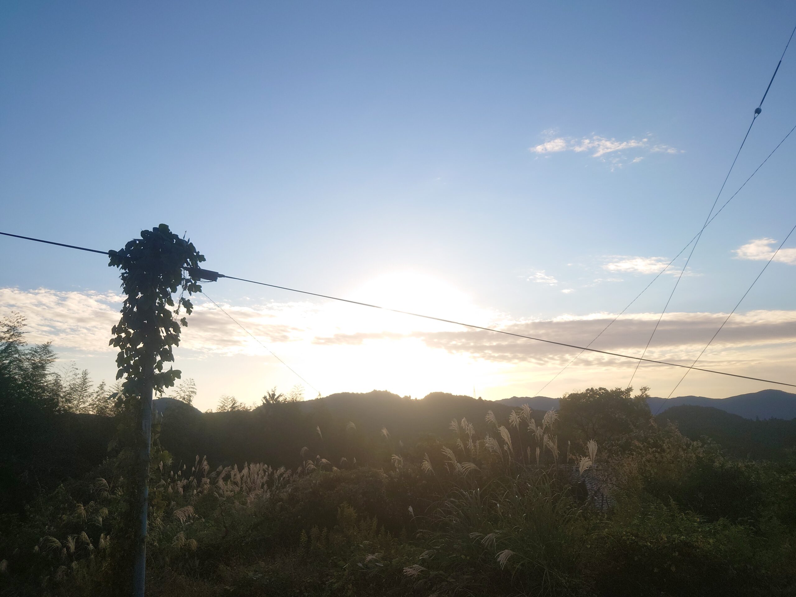 朝のハウスは元気がでる！高知県日高村「日高みよし農園」