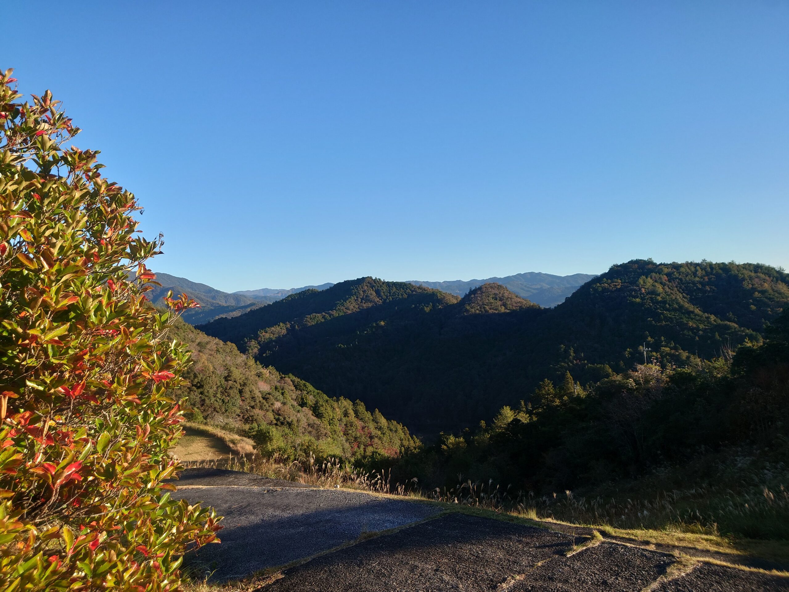 「高いトマトの缶詰を使うより美味しい！」高知県日高村＊日高みよし農園