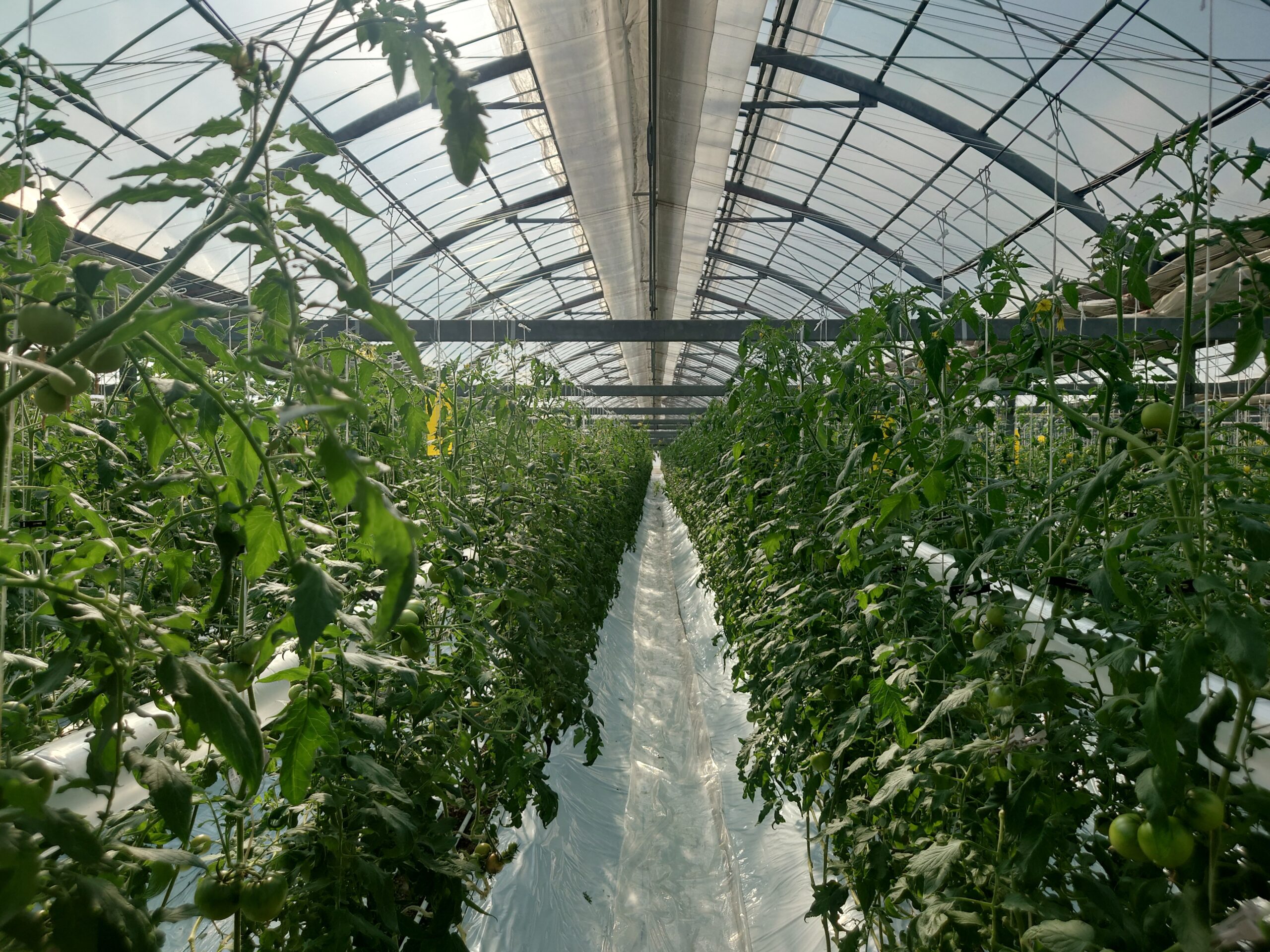 今年のトマトの特徴＊日高みよし農園＊高知県日高村より