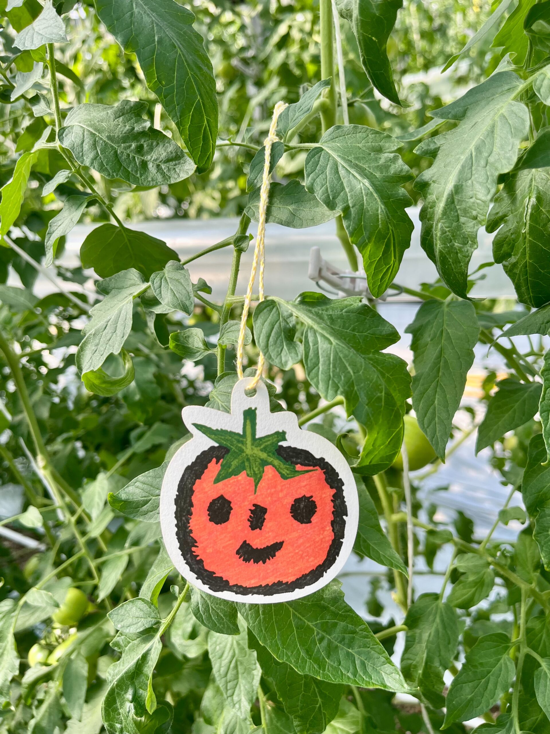 トマトの品種はどう選ばれているのか― 味か、棚持ちか ―