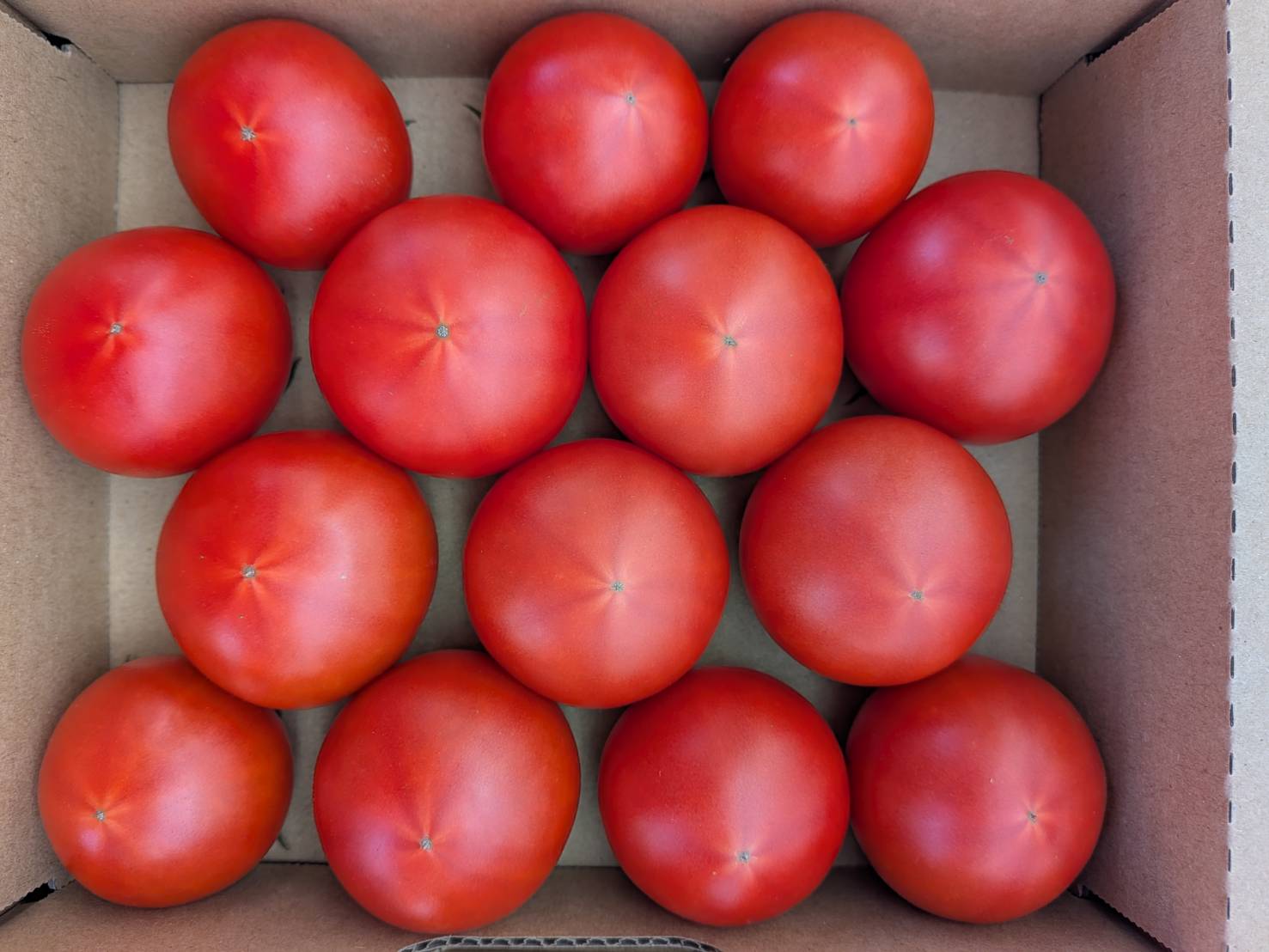 なぜフルーツトマトは高いのか？農家が本音で解説