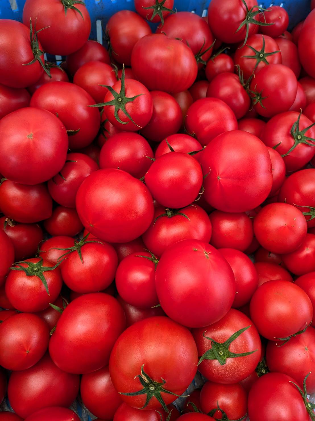 今のハウスの様子 ― フルーツトマトの季節 ―