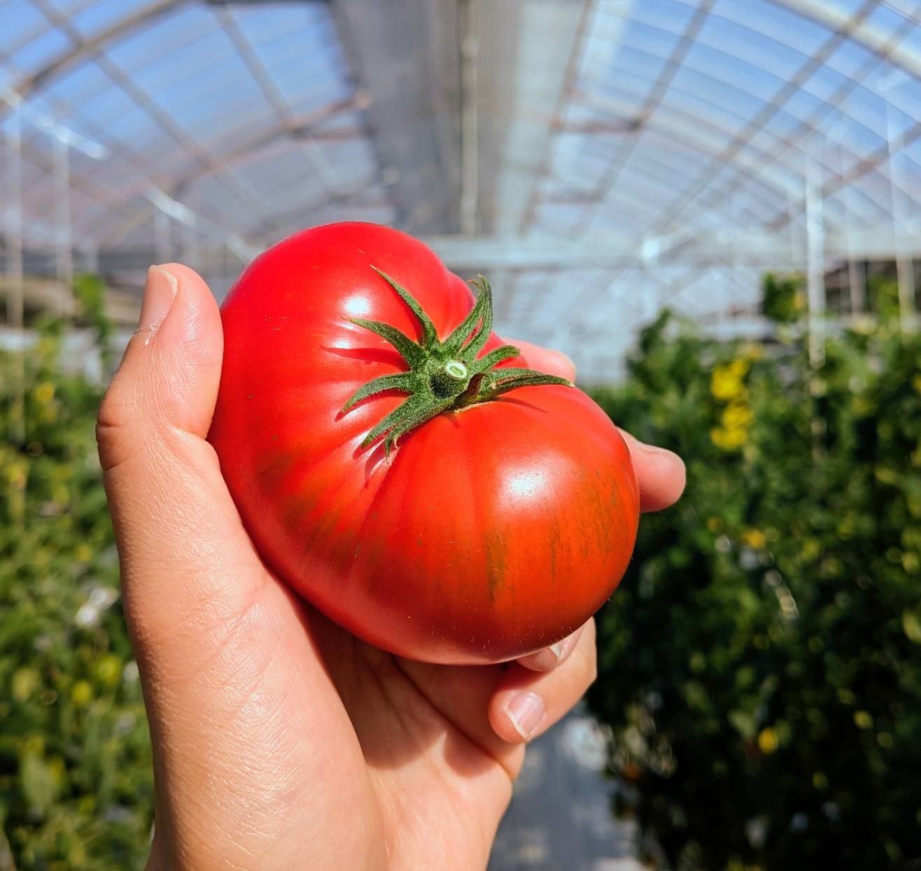 糖度8度ってどれくらい甘い？ ― フルーツトマトの数字の話 ―