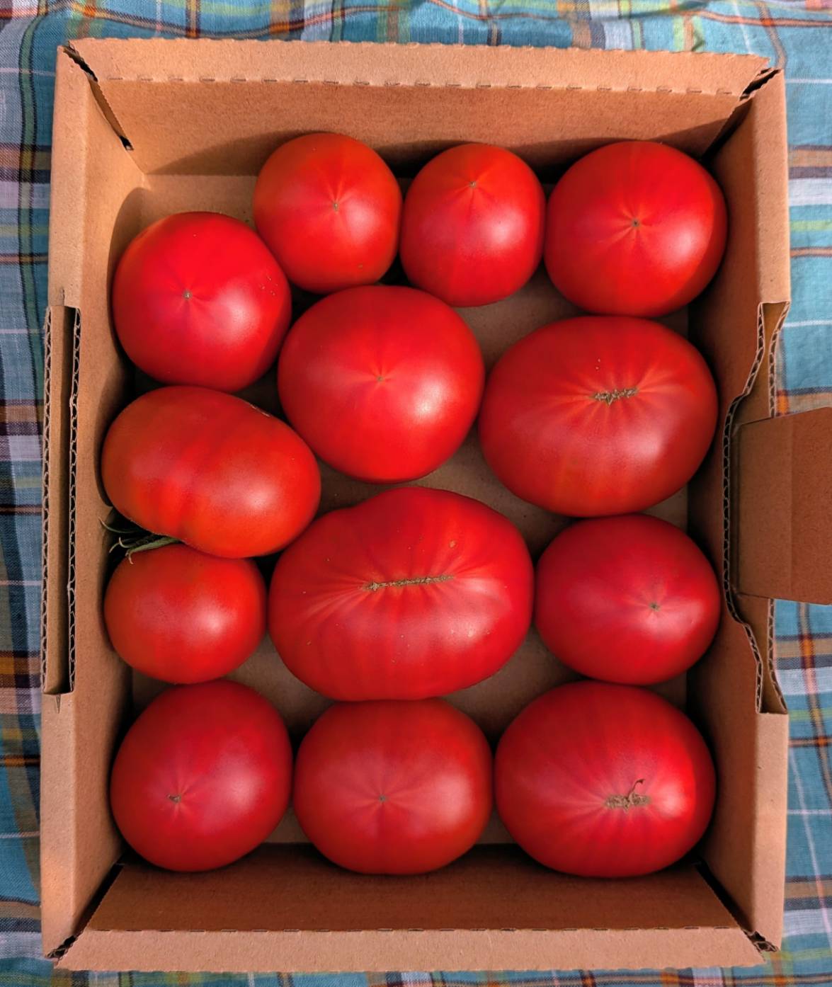 今が一番おいしい季節｜日高みよし農園のフルーツトマト（ふるさと納税受付中）