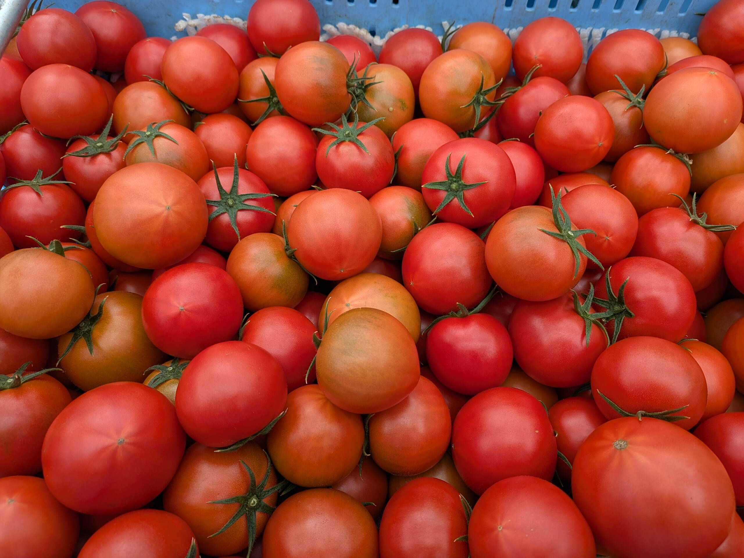春に向かって、味が変わっていきます